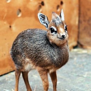 Meet your Posher, Tabby